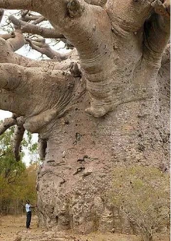 baobab - the tree of life